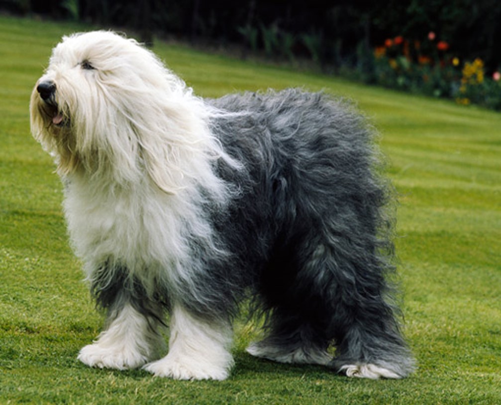 <p>Old English sheepdog </p>