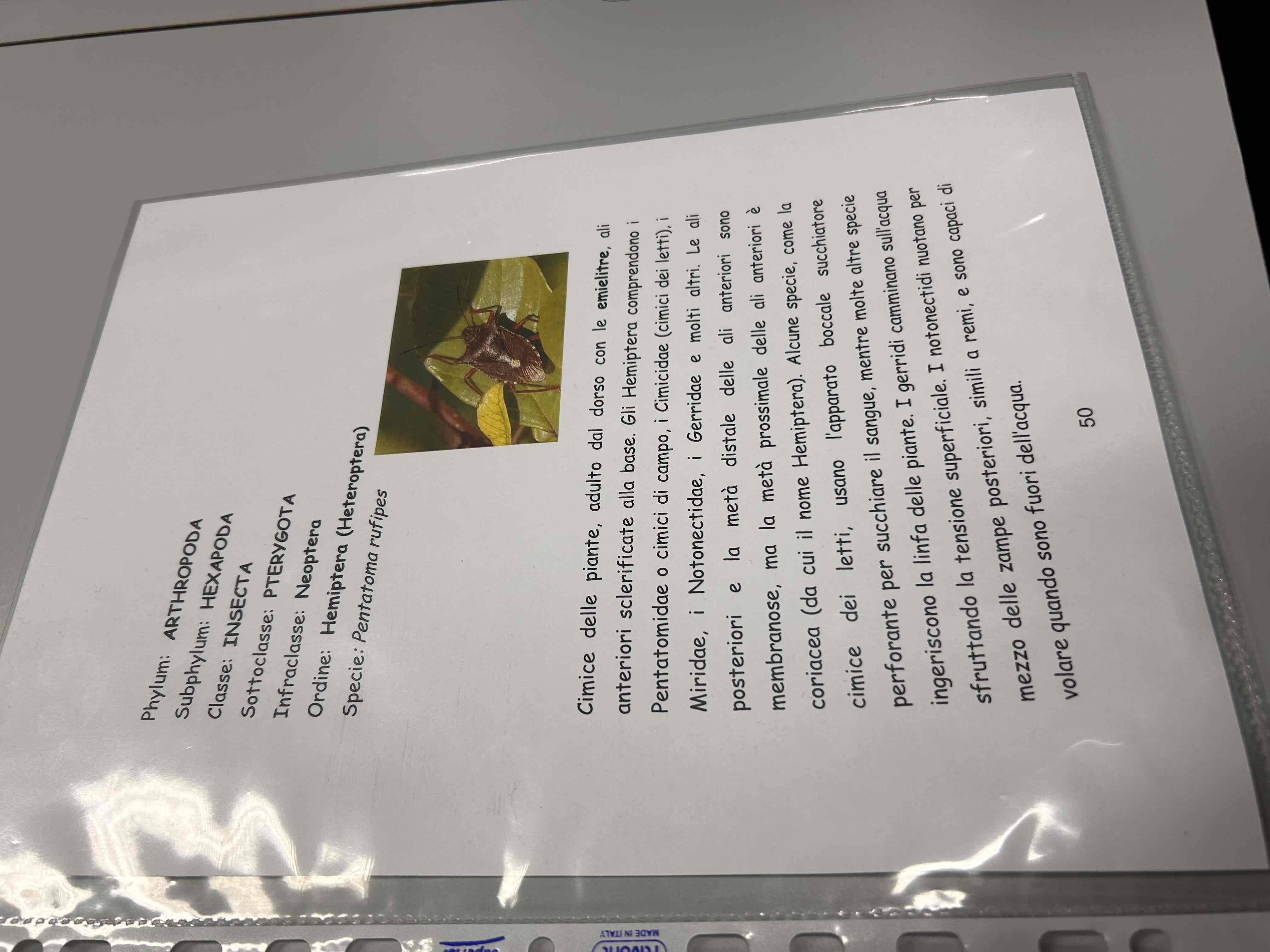 <p>Artropodi</p><p>Esapodi</p><p>Insetti</p><p>Pterygota</p><p>Neotteri</p><p>Eterometaboli</p><p>hemiptera</p><p>Pentatoma rufipes</p>