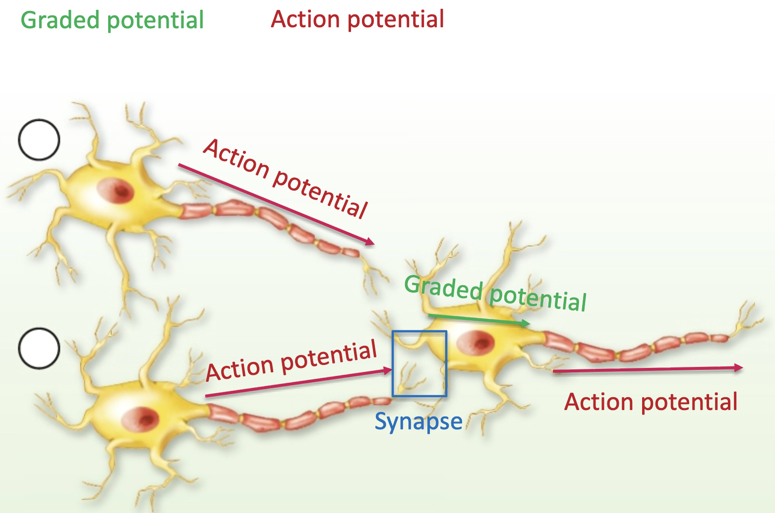 <ol><li><p>Graded Potential</p></li><li><p>Action Potential</p></li></ol><p></p>