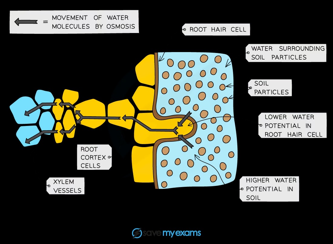 <p>Water moves from root hair cells → root cortex cells → xylem → mesophyll cells in the leaf</p>