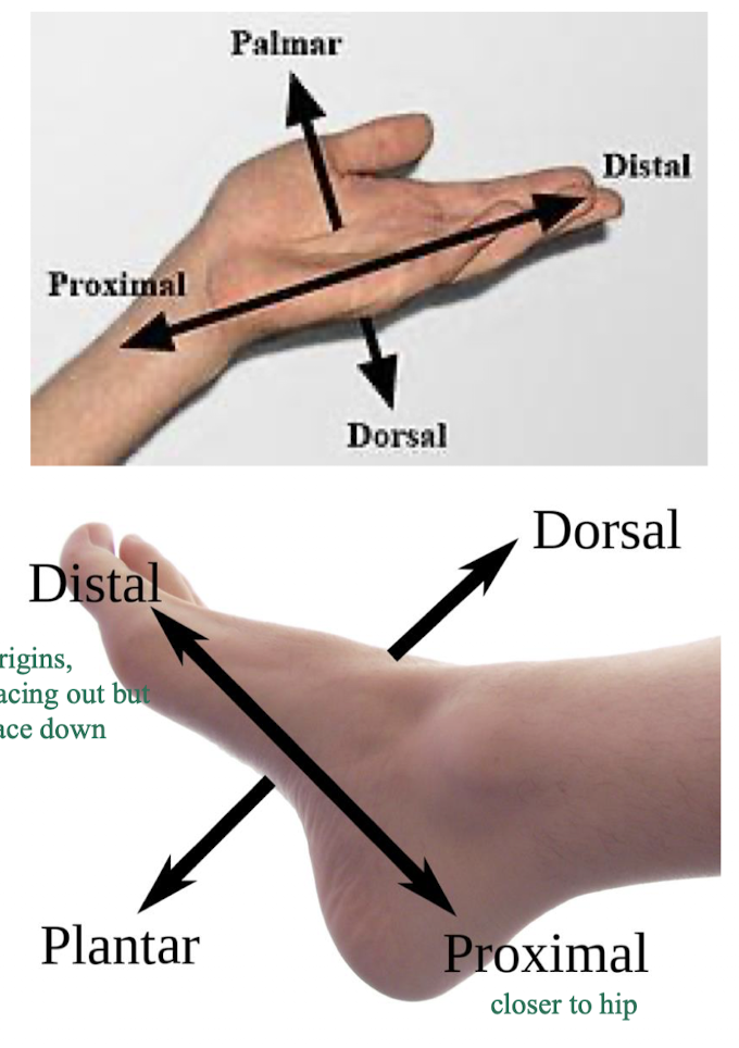 <ul><li><p><strong>hand </strong>- the anterior surface of the hand is <strong>palmar</strong>, the posterior surface is <strong>dorsal </strong></p></li><li><p><strong>foot </strong>- bottom of the foot is the <strong>plantar</strong> surface of the foot (anterior surface), and top of the foot is the <strong>dorsal</strong> surface of the foot (posterior surface)</p></li></ul><ul><li><p><span style="color: rgb(209, 43, 43);"><strong>THESE ARE RELATIVE TO ANATOMICAL POSITION</strong></span></p></li></ul><p></p>