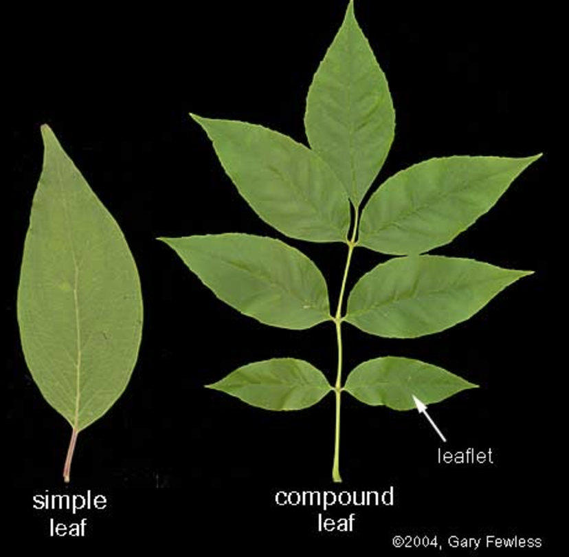 <p><span>a type of leaf with leaflets that radiate out from a single point of attachment, similar to the shape of a hand's palm and fingers</span></p>