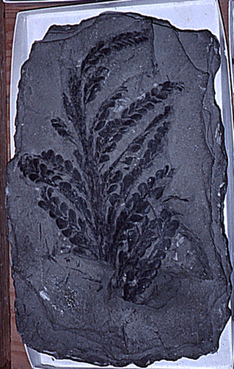 <p>extinct seedless vascular plants that may be ancestral to seed plants; has megaphylls, secondary xylem and phloem</p>