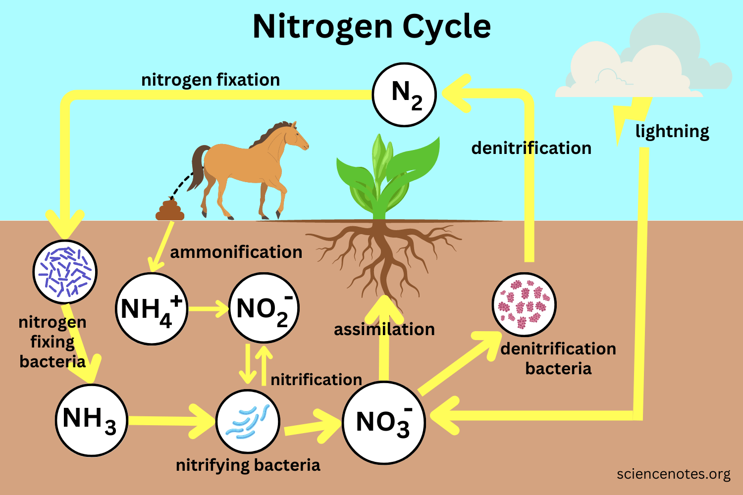 <ol><li><p>nitrogen fixation - N2 to NH4</p></li><li><p>ammonification - decomposer to NH4</p></li><li><p>nitrification - NO2 - NO3</p></li><li><p>assimilation - NO3 to autotroph</p></li></ol><p></p>
