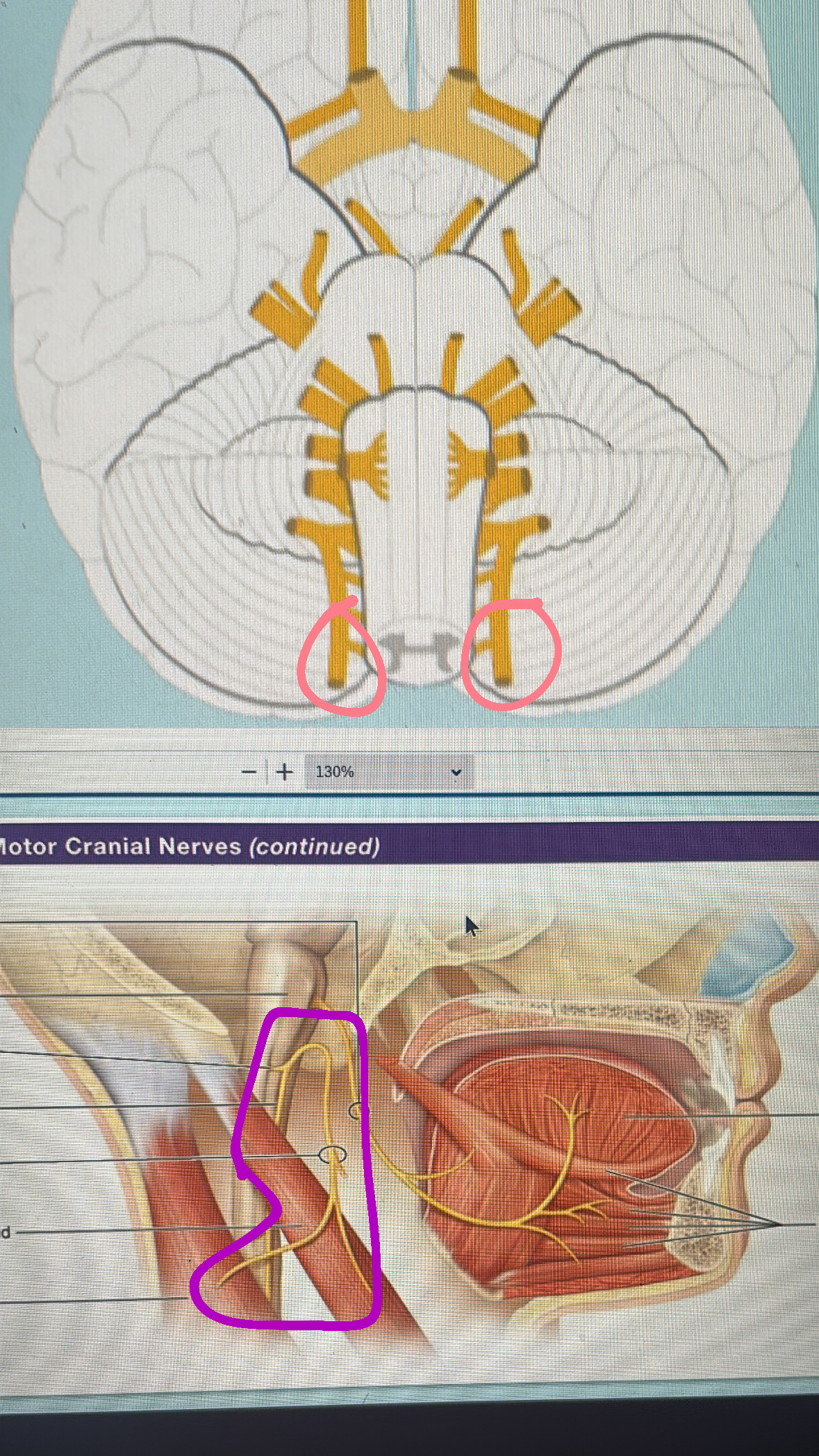 <p>XI. spinal component - head and shoulder movement</p><p>cranial component- muscle of speech</p><p></p><p class="has-focus is-empty"></p>