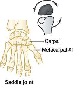 <ul><li><p>Ball and socket (spheroidal): self explanatory, like coxofemoral (hip) joint. Allows for all types of movement: adduction, abduction, circumduction etc. </p></li><li><p>Condyloid joint (ellipsoidal): rounded projection (condyle; “knuckle-shaped”) of one bone fits depression of another bone similar to knuckle or femorotibial joints. Allows movement in two planes.</p></li><li><p>Saddle joint: where two bones fit together like sitting in a saddle (carpometacarpal joints)</p></li></ul><p></p>