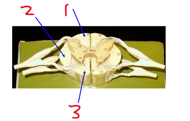 <p><span>Name structure 1</span></p>