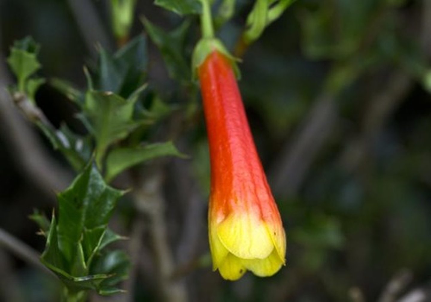 <p>what flower shape is this?</p>