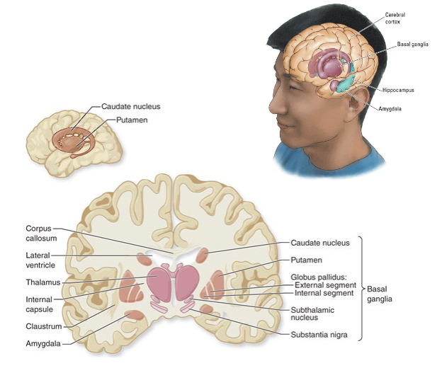 <p>The <span style="color: red">Basal ganglia </span>is the main structure for <span style="color: red">implicit memory</span>.</p>