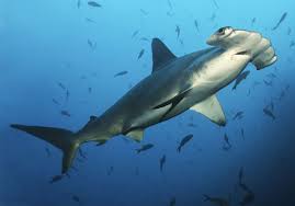 <ul><li><p>Ground sharks (ie hammerheads)</p></li><li><p>2 dorsal fins, anal fin, 5 gill slits</p></li></ul><p></p>