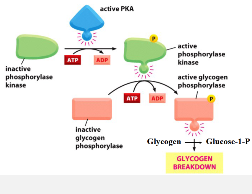 <p>a fast response to PKA activation</p><p>PKA phosphorylates/activates phosphorylase kinase</p><p>phosphorylase kinase phosphorylates and activates glycolgen phosphorylase</p><p>glycogen phosphorylase breaks up glycogen into glucose units (as glucose-1-P)</p><p>phosphoglucomutase isomerizes G1P into G6P → G6P enters glycolysis</p>
