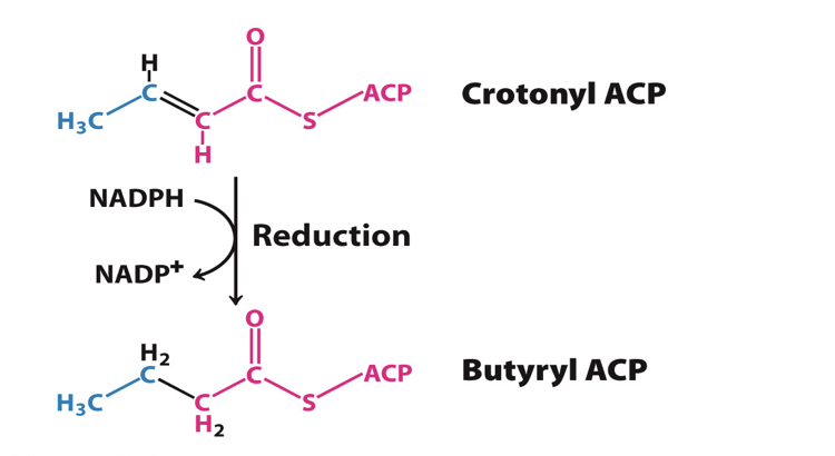 <p>The fourth reaction is reduction of the Carbon carbon double bond by a reductase </p><ul><li><p>enzyme= Enoyl ACP reductase </p></li><li><p>NADPH is the electron donor </p></li><li><p>reaction generates single bond between carbon 2 and 3 </p></li><li><p>product: butyryl ACP</p></li></ul><p></p>
