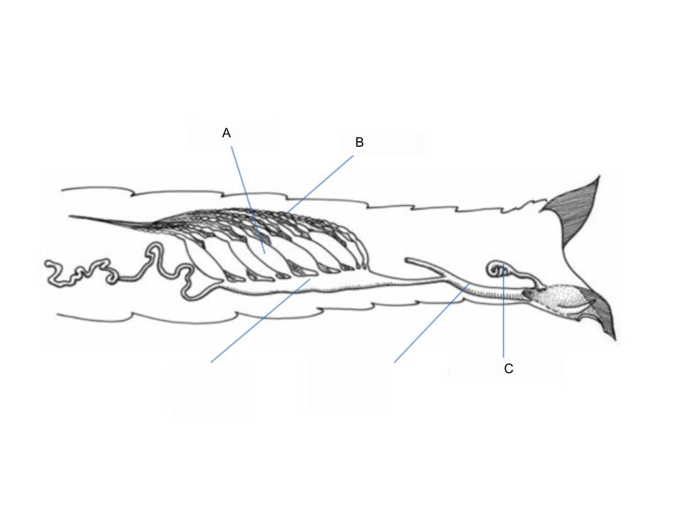 <p>What part of the body is B?</p>