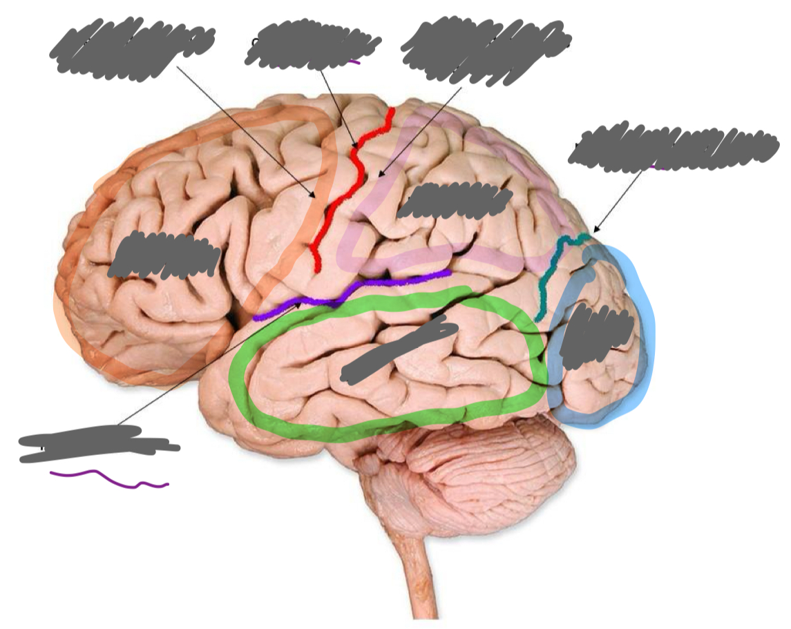 <p>Label the brain parts:</p>