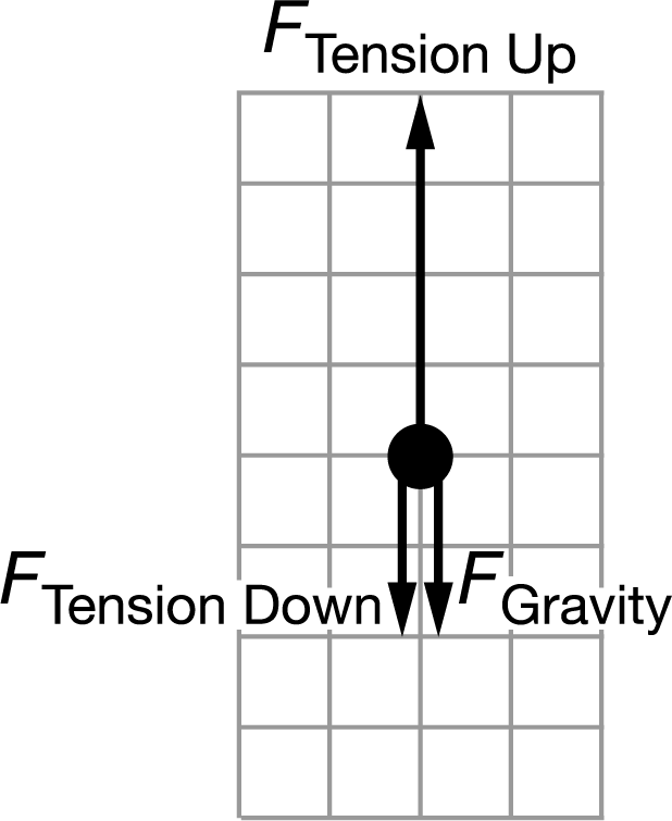 B. Tension Up- upward and long, Tension down- down and short, Gravity- down and short
