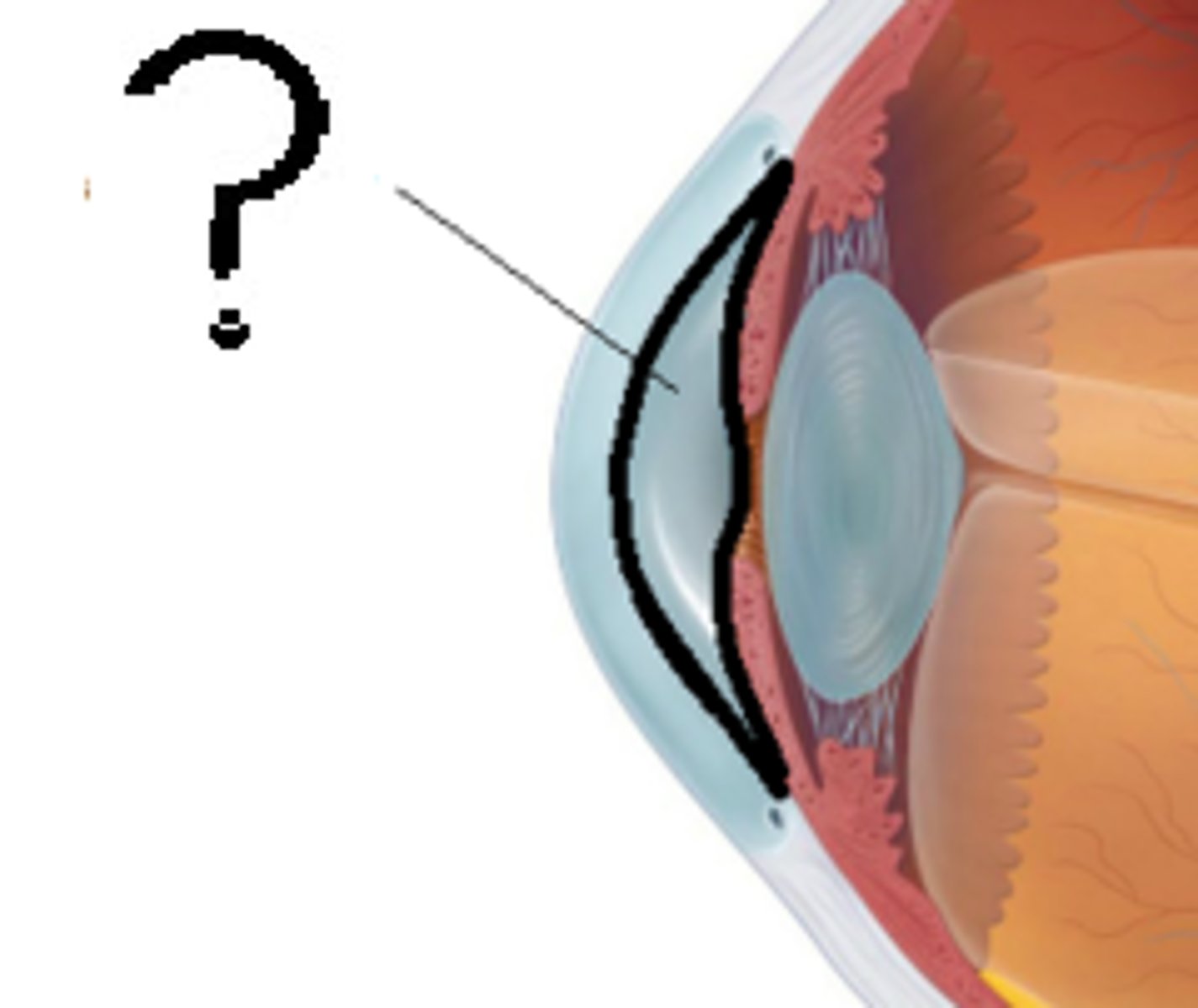 <p>A transparent liquid that helps the Cornea keep its round shape.</p>