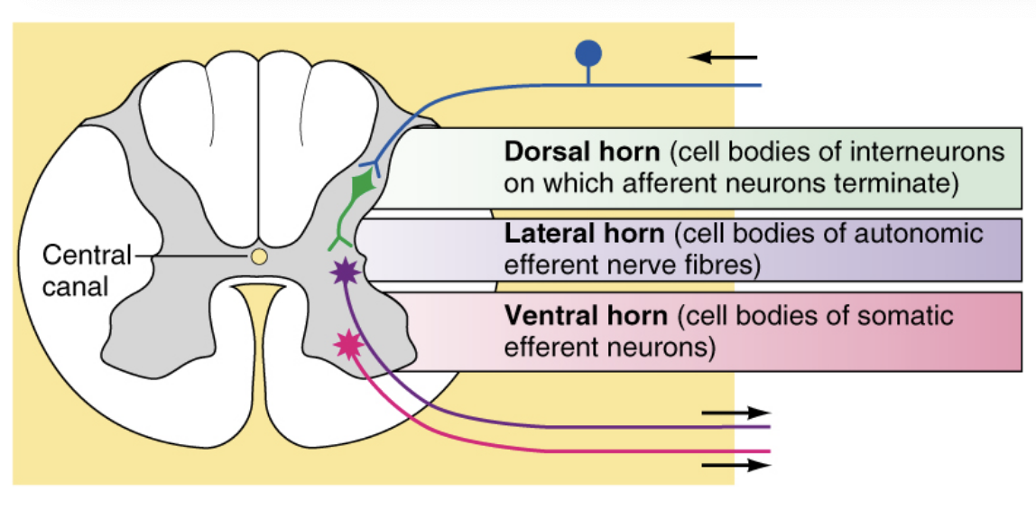 <p>white matter outside to grey matter inside - opposite to the brain </p><p></p><p>•<u> Spinal Cord White Matter</u></p><p>  – Organized into tracts (ascending and descending tracts)</p><p>  – Located in the outer section of the spinal cord</p><p>•<u> Spinal Cord Grey Matter</u></p><p>  – Dorsal (posterior) horn</p><p>  – Ventral (anterior) horn</p><p>  – Lateral horn</p><p>  – Located in inner section of the spinal cord</p>