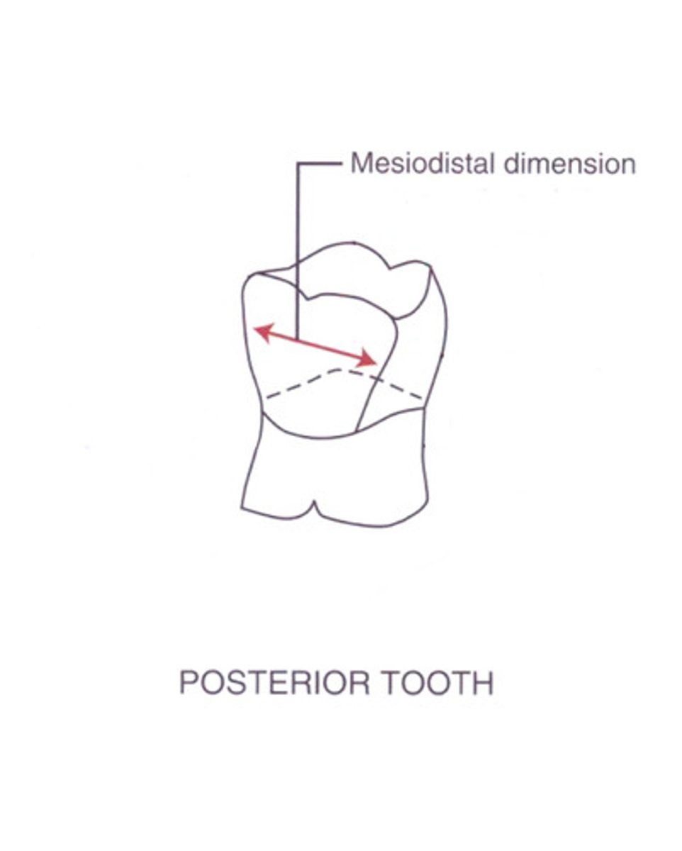 <p>mesiodistal</p>
