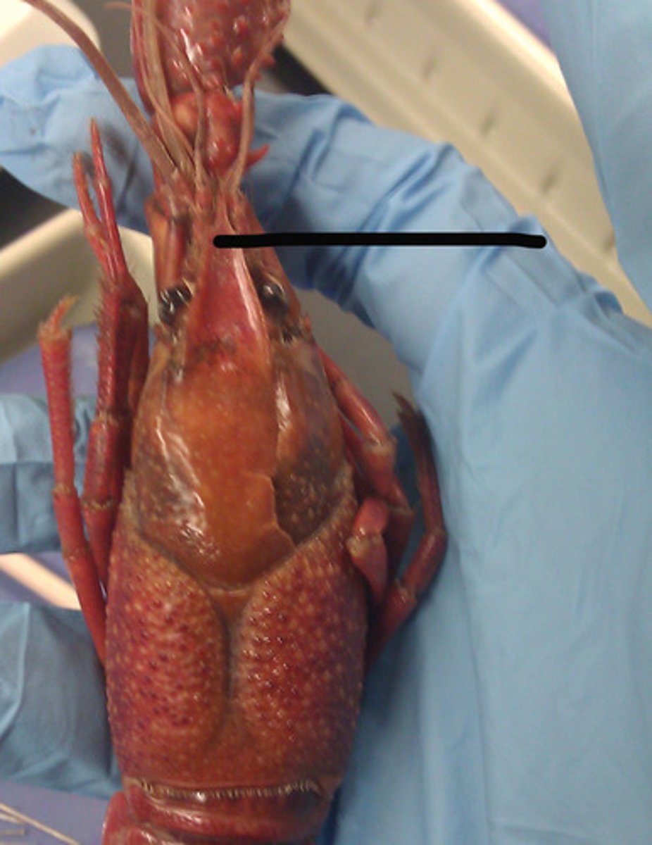 <p>protects stalked eyes and cerebral ganglia</p>