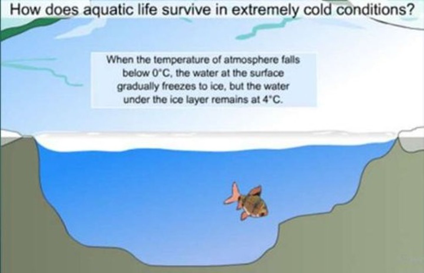 <p>Ice has a structured lattice that makes it less dense than liquid water.</p>