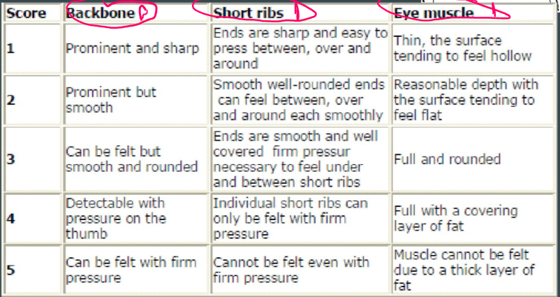 <ul><li><p>Backbone, short ribs, eye muscle </p></li><li><p>sheep deposit fat subcutaneously </p></li></ul>