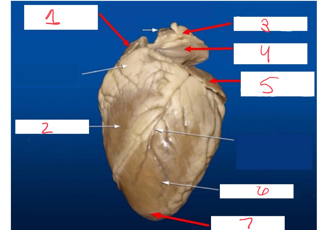 <p>What chamber is 5 pointing to?</p>