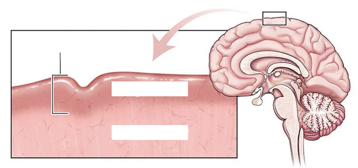 Where is cerebral cortex?
