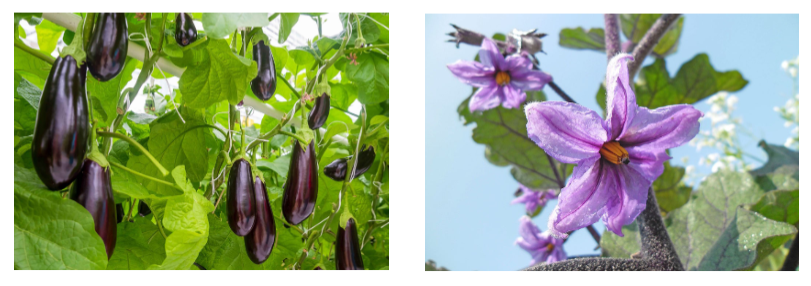 <p>aubergine</p>