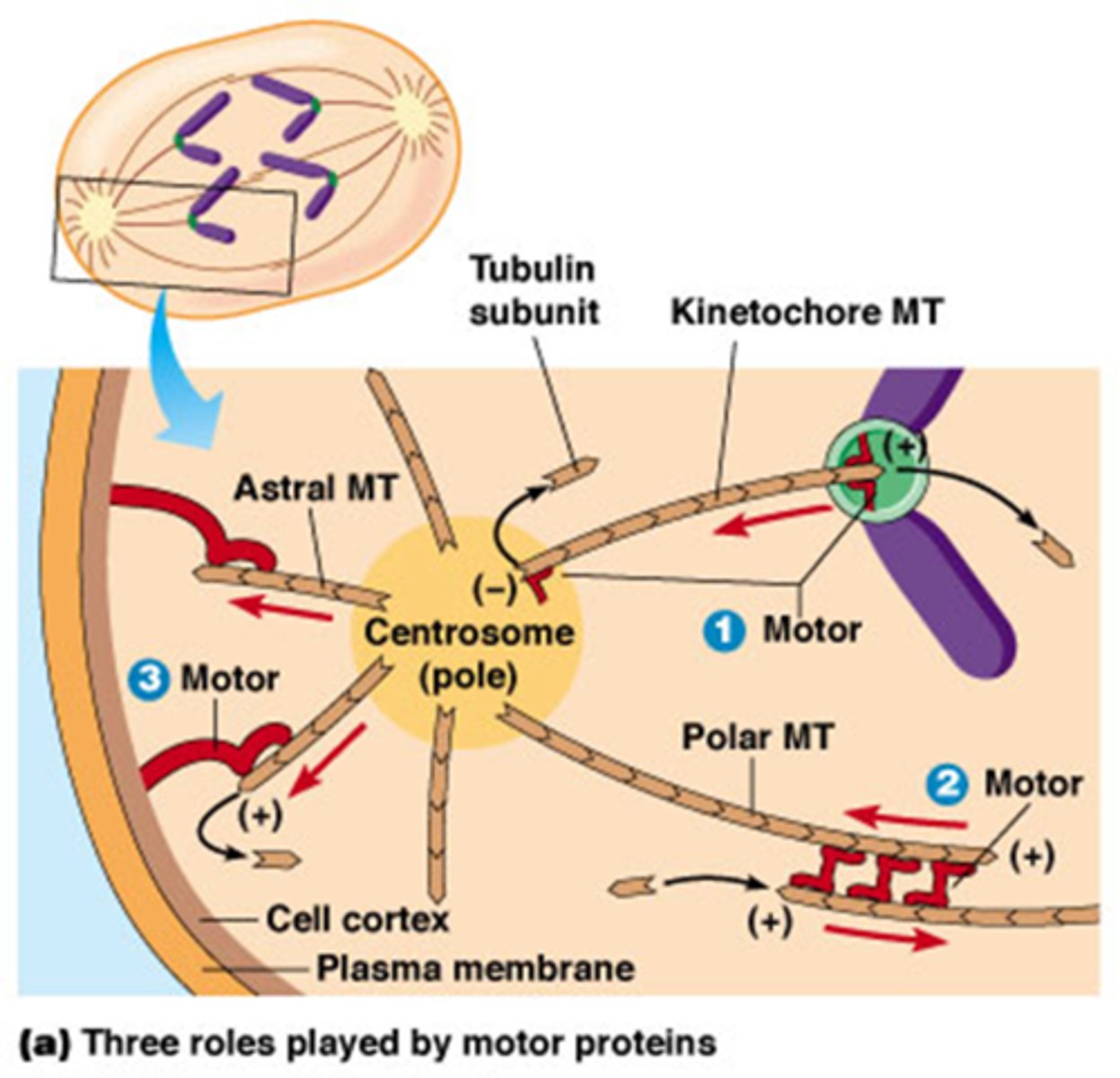 <p>1. Kinesine gebonden aan kinetochoor-MTs plus-uiteinde:</p><p>2. Bipolaire kinesine motor-eiwitten</p><p>3. Cytoplasmatische dyneinen</p>