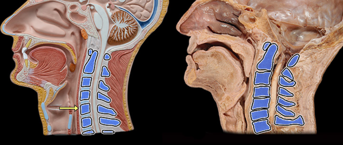 <p>Cervical vertebra</p>