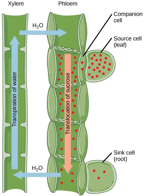 <p><strong>Translocation</strong> is the movement of nutrients (like sucrose and amino acids) up or down the stem of a plant through phloem and tissue from source to sink.</p><p><strong>Phloem sap</strong> is nutrient-rich fluid that flows in the phloem.</p><p>The <strong>source</strong> is any part of the plant that synthesizes the nutrients (photosynthesis).</p><p>The <strong>sink</strong> is the part of the plant that uses or stores the nutrients.</p>