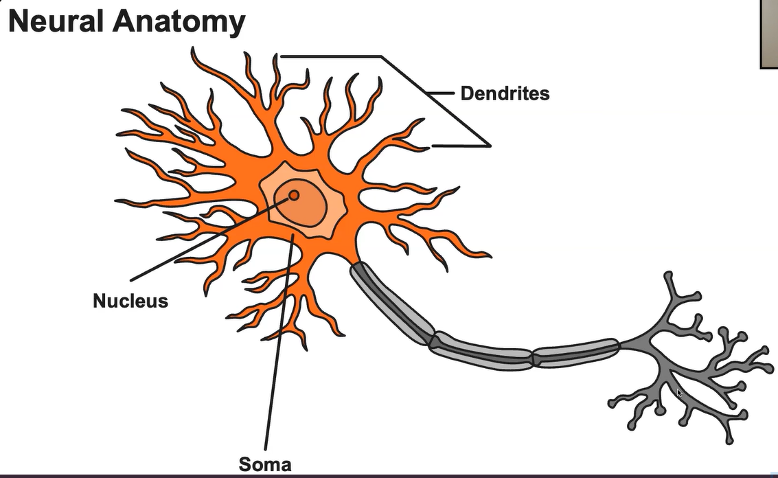 Cell Body and Dendrites