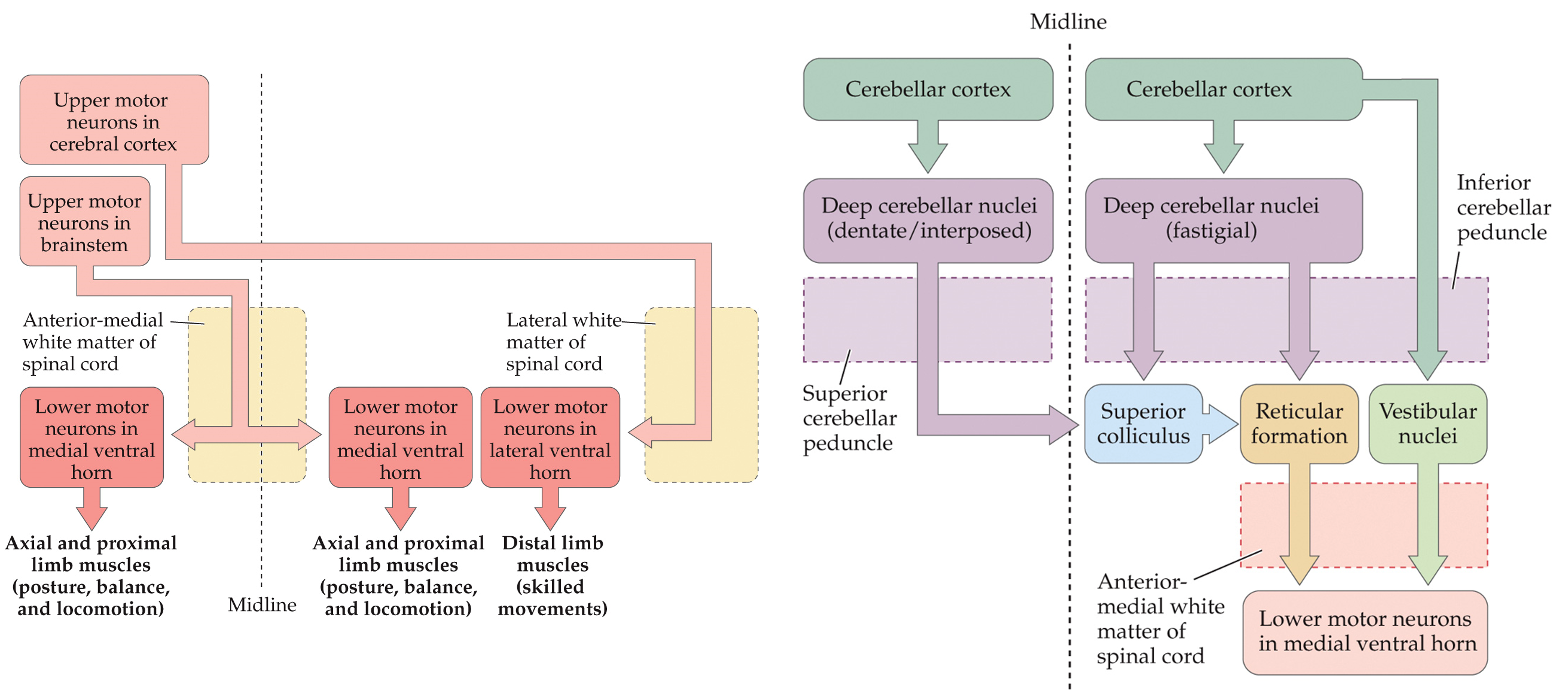 <ul><li><p>neurons (deep cerebellar) send projections to brainstem</p></li><li><p>control medial tracts in spinal cord that regulate axial and proximal limb muscles</p></li></ul><p></p>