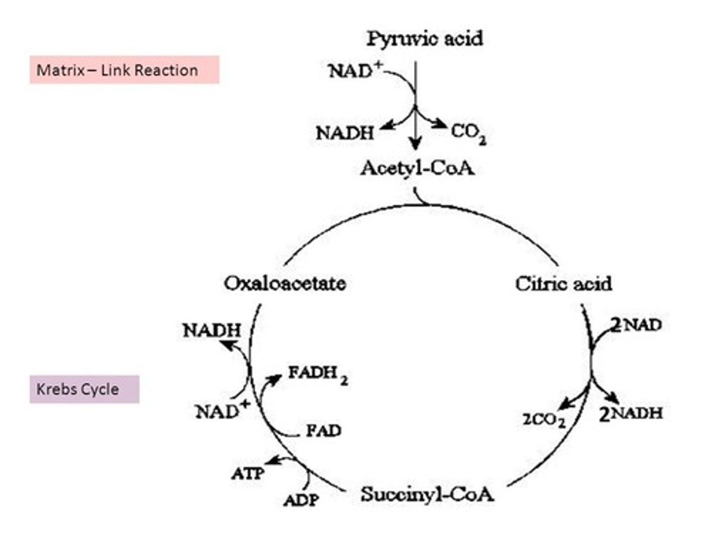 <p>(B) 1, 2</p><p>During the linking step, one pyruvate loses 1 of its carbons as CO2. During the Kreb's cycle, one pyruvate loses 2 of its carbons as CO2.</p><p>Struggling to memorize the metabolic pathways (such as glycolysis and beta-oxidation)? Learn them like the back of your hand using Andrew's Metabolic Pathways Mastery Course @ https://mcatselfprep.com/course/andrews-metabolic-pathways-mastery-course/</p>