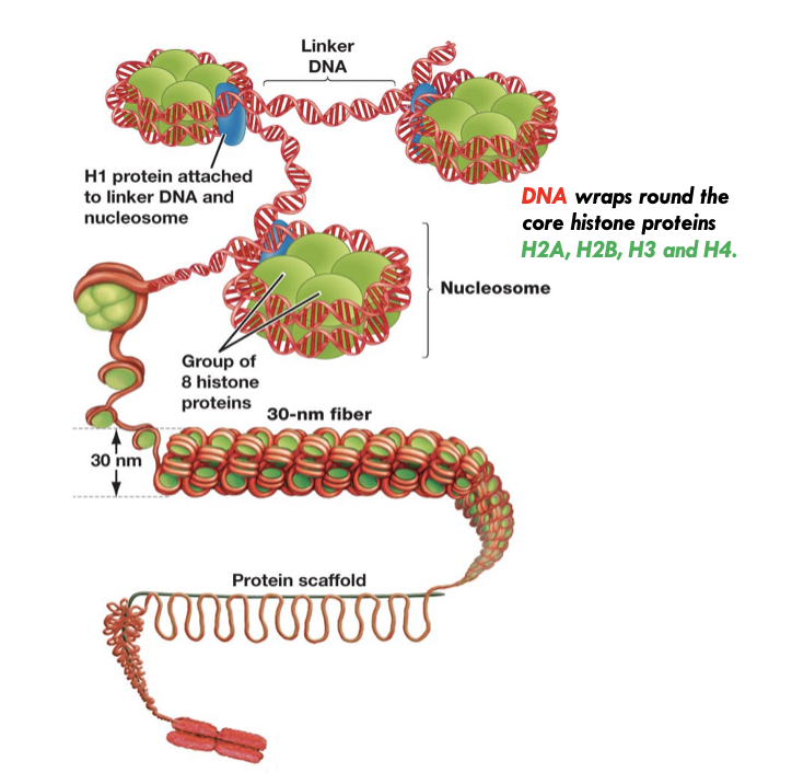 <p>chromatin</p>
