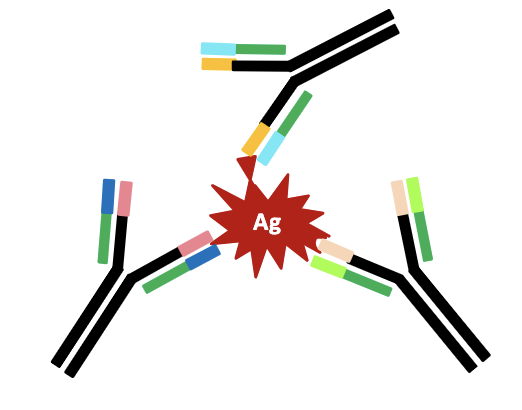 <p><span>Antibodies made by plasma cells derived from many different B cell clones and recognizing multiple epitopes</span></p>