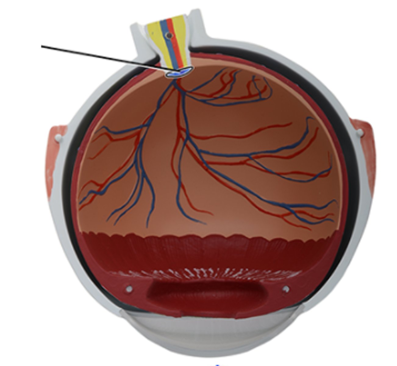 <p>Which structure is highlighted and indicated by the leader line?</p><p>a. Optic disc</p><p>b. Choroid</p><p>c. Central artery of retina</p><p>d. Central vein of retina</p><p>e. Retina</p><p>f. Optic nerve (CN II)</p>