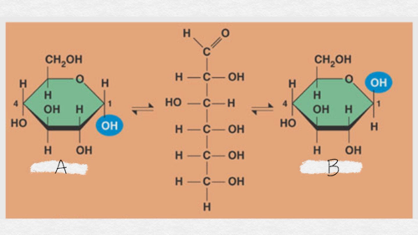<p>Label these glucose molecules (which is alpha and which is beta)</p>