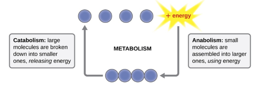 <p>metabolism</p>