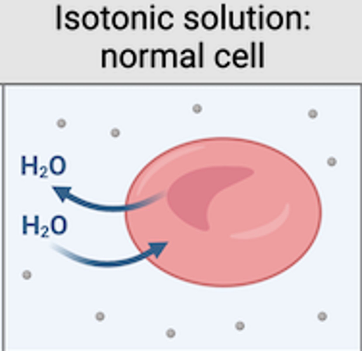 <p>no net movement of water; ideal</p>