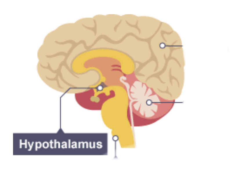 <p>Hypothalamus</p>