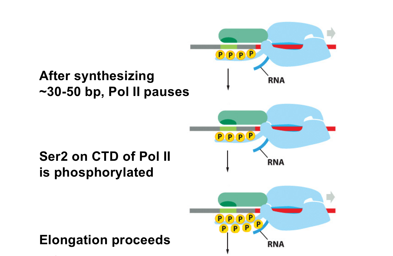 <p><strong>Ser2</strong> on the CTD of pol II is phosphorylated, causing a conformational change that allows pol II to continue elongation</p>