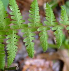 <p>New York fern&nbsp;</p>