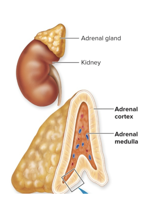 <p>the adrenal cortex</p>