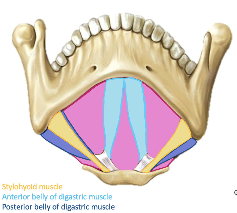 <p>Action and innervation of Mylohyoid Muscle</p>