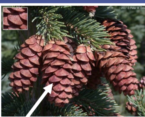 <p>cones, narrowly oblong, thin and flexible, thin edge on scale</p>