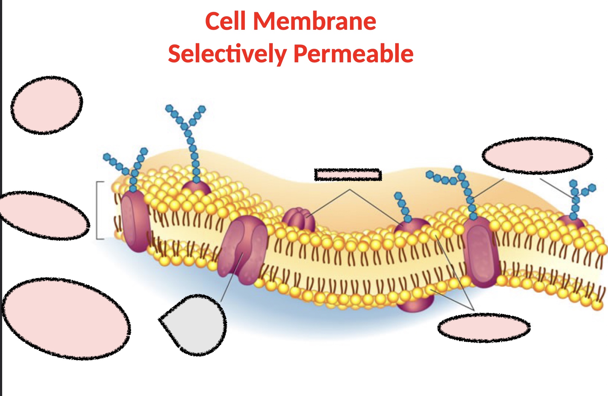 term image