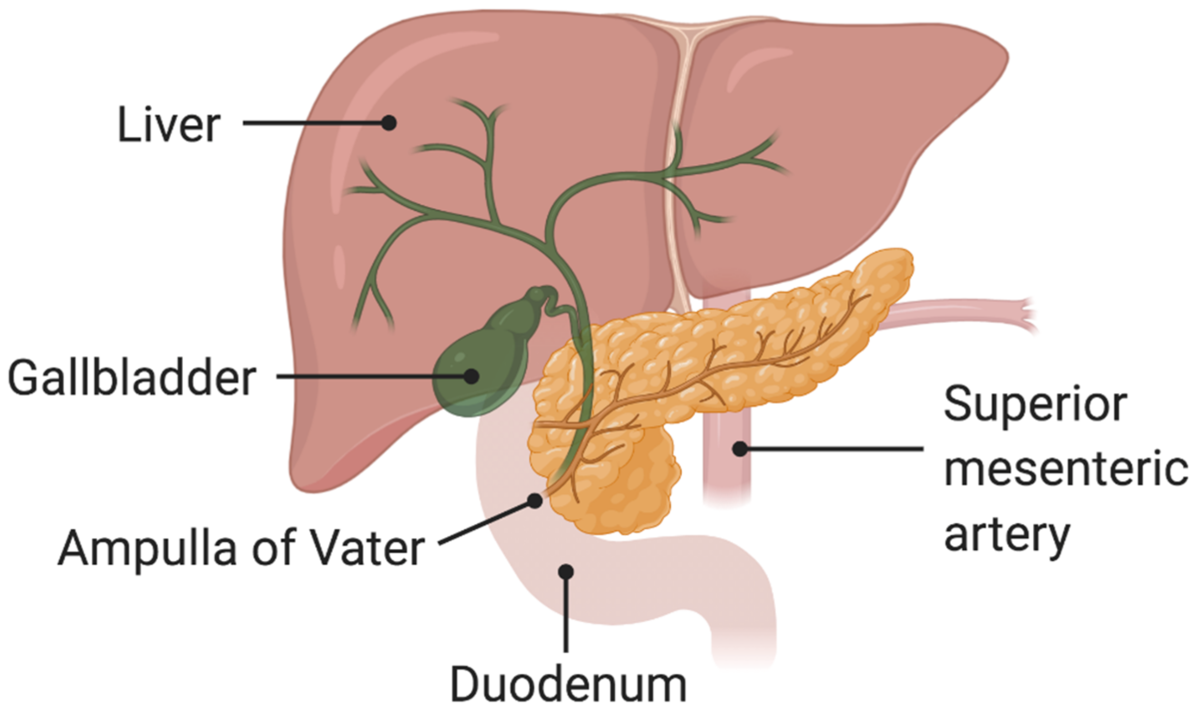 A duct that delivers bile and pancreatic juice from the liver to the pancreas unite at a flasklike junction 