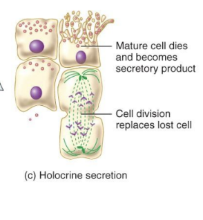 <p>Holocrine Gland</p>