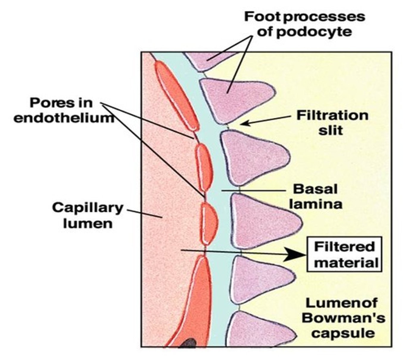 <p>1) fenestrated endothelium: glomerular capillaries</p><p>2) gel-like basement membrane: fused basal lamina</p><p>3) visceral membrane (of glomerular capsule): podocytes</p>